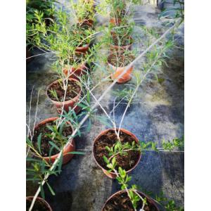 Plant de baie de goji pot 1.5l