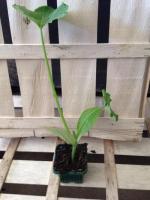 Plant godet de courgette