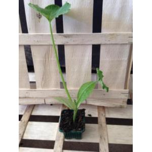 Plant de courgette