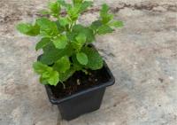 Plant aromatique menthe