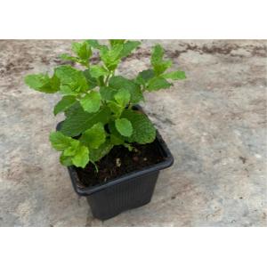 Plant aromatique menthe