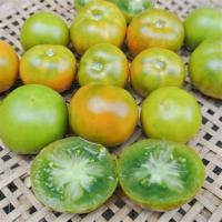 Plant tomate green lime