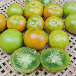 Plant tomate green lime