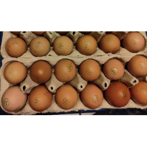 Oeufs fermiers permacole