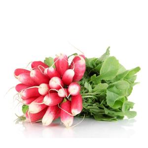 Radis rouge long