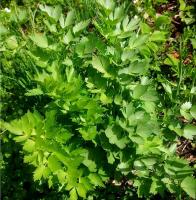 Plant aromatique livèche