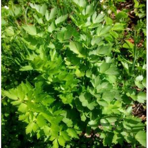 Plant aromatique livèche