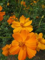 Plant fleur cosmos sulfureux