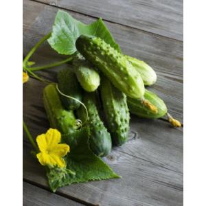 Plant cornichon de paris