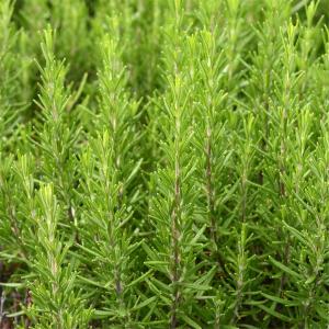 Plante vivace romarin officinal