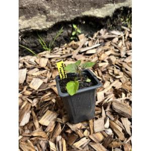 Agastache (fleurs comestibles)