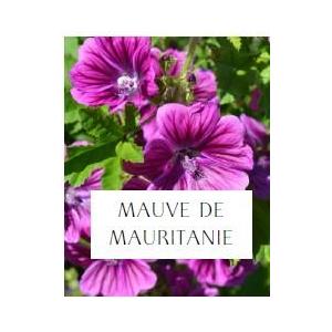 Plant de mauve (fleurs comestibles)