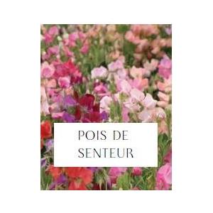 Plant de pois de senteur (fleurs comestibles)