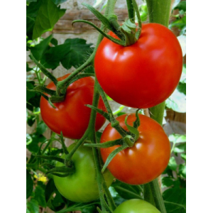 Mix 10 plants surprise de tomates rouge