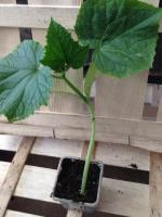 Plant godet - concombre