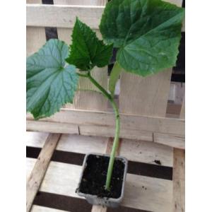 Plant concombre