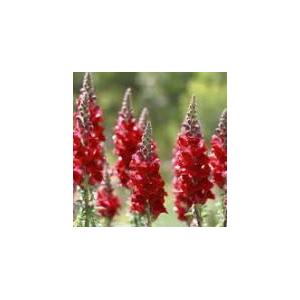 Plant de muflier (fleurs comestibles)