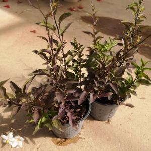 Solanum blanc