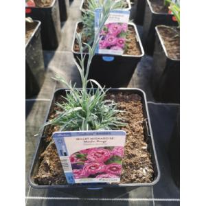 Oeillet mignardise rouge pot 3l