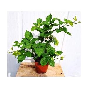 Plant de mûrier triple crown