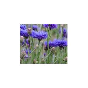 Plant de bleuet (fleurs comestibles)