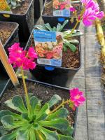 Lewisia varié en pot de 3l