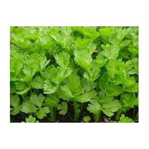 Plant de céleri branche par 6