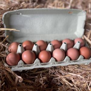 Oeuf frais fermier par 12