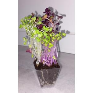 Trio de micro-pousses lot 1