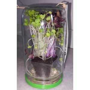 Trio de micro-pousses lot 2