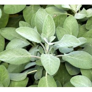 Sauge officinale