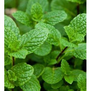 Menthe verte