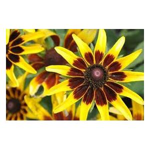 Rudbeckia solar eclipse