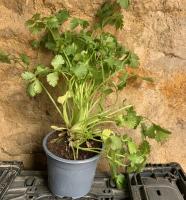 Coriandre en pot