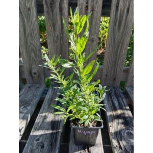 Hysope vivace officinale 0.5l