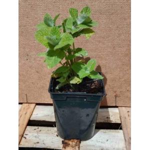 Menthe pomme 0.5l