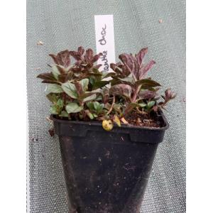 Menthe chocolat 0.5l