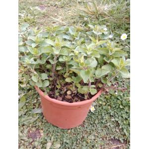 Origan marjolaine vivace 1l