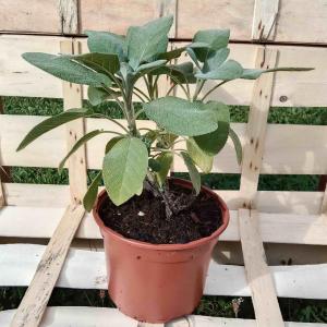 Sauge officinale à grandes feuilles 1l