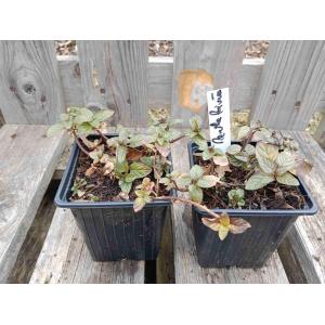 Menthe poivrée 0.5l