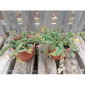 Petite pimprenelle 1l