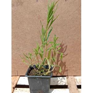 Estragon de russie 0.5l