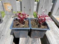 Amarante rouge red garnet