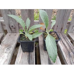 Artichaut imperial star 0.5 l