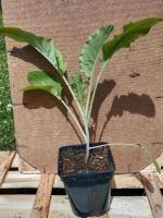 Chou brocoli vivace nine star 0.5l