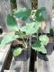 Chou brocoli vivace nine star 0.5l - image 4