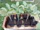 Chou brocoli vivace nine star 0.5l - image 6
