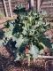 Chou brocoli vivace nine star 0.5l - image 2