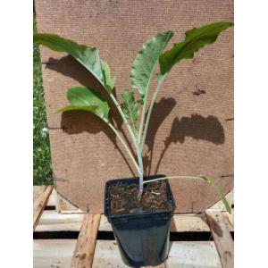 Chou brocoli vivace nine star 0.5l