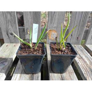 Ciboule blanche 0.5l